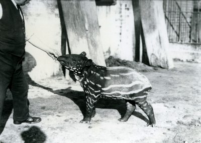 1921年10月18日、ロンドン動物園で飼育係の若いマレーバク 作： Frederick William Bond